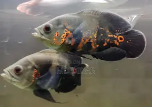 মনস্টার ফিস ( টাইগার/এলভনো অস্কার)