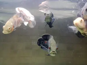 মনস্টার ফিস ( টাইগার/এলভনো অস্কার)