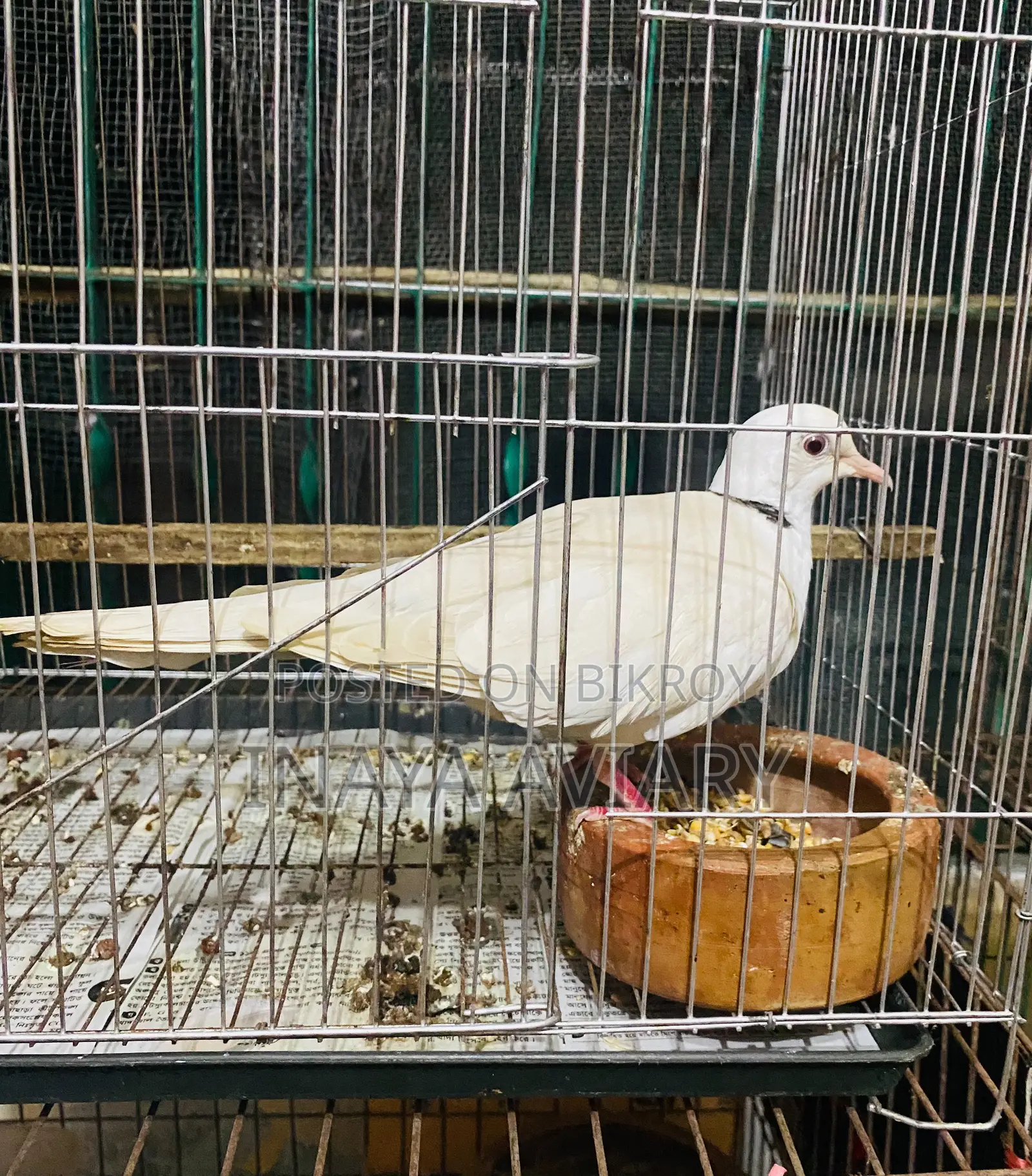 সাদা রিংনেক নর ঘুঘু