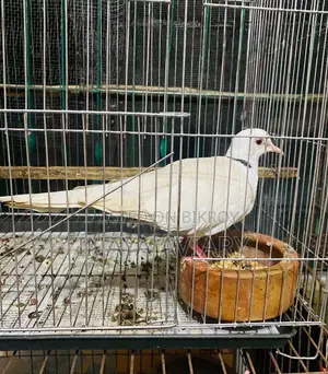 সাদা রিংনেক নর ঘুঘু