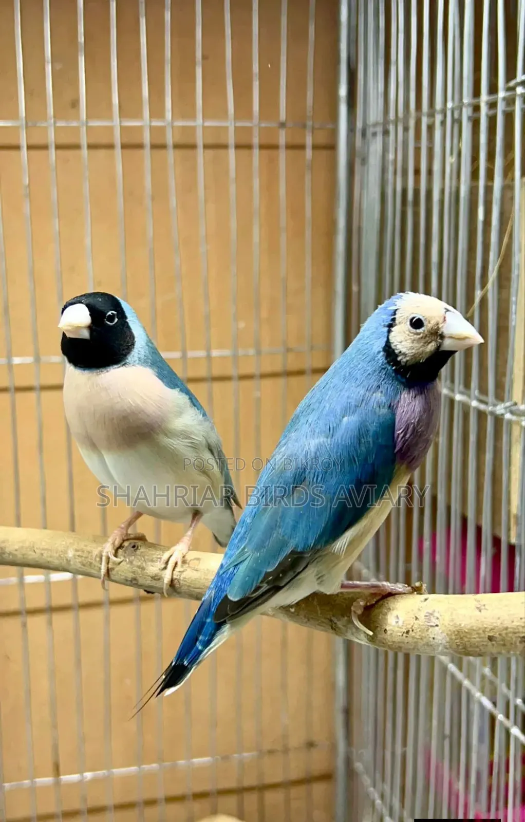 ব্লু গোল্ডিয়ান ফিঞ্চ পাখি