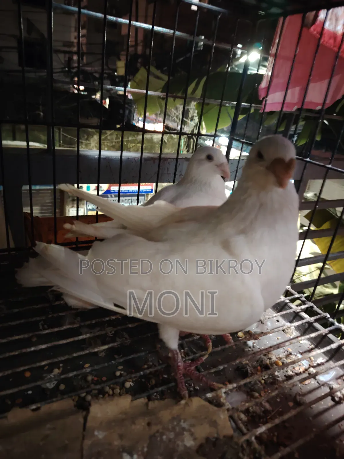 Beauty Homing Pigeon