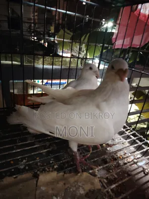 Beauty Homing Pigeon