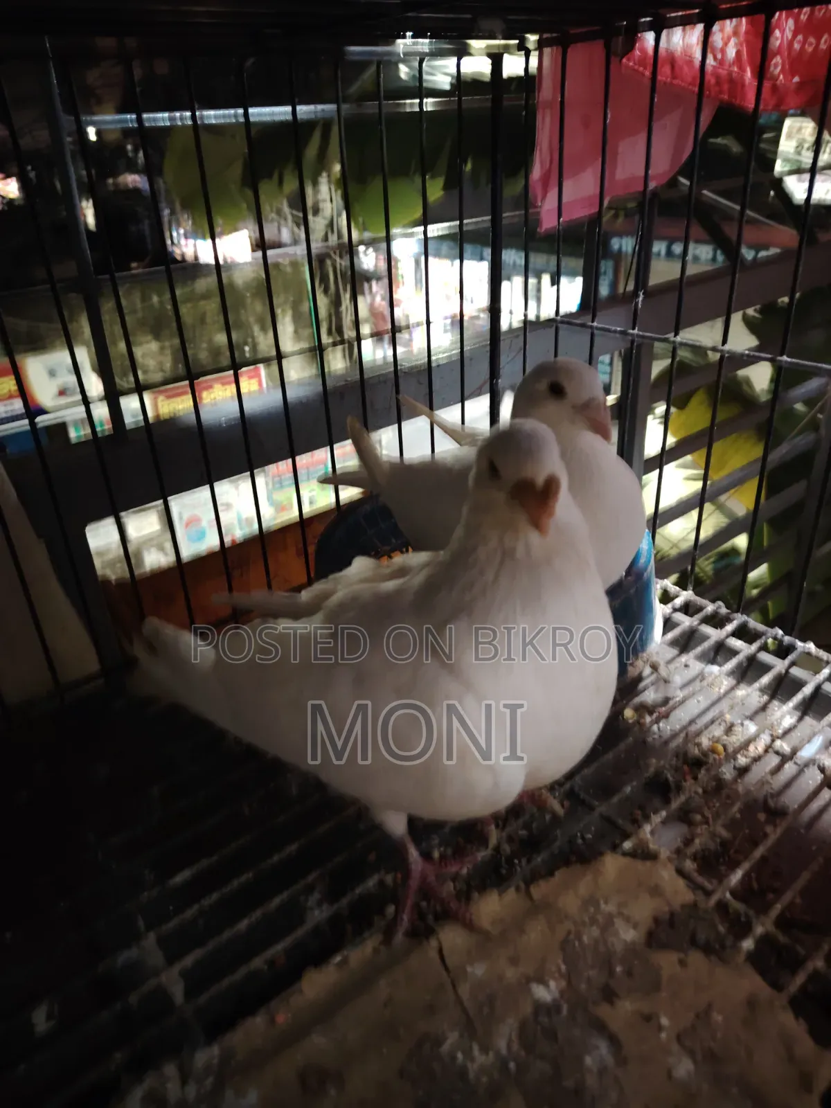 Beauty Homing Pigeon