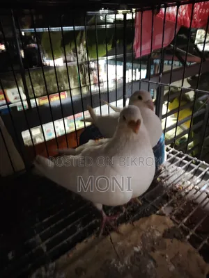 Beauty Homing Pigeon