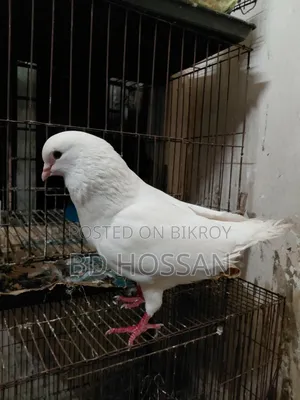 মেল কিং কবুতর