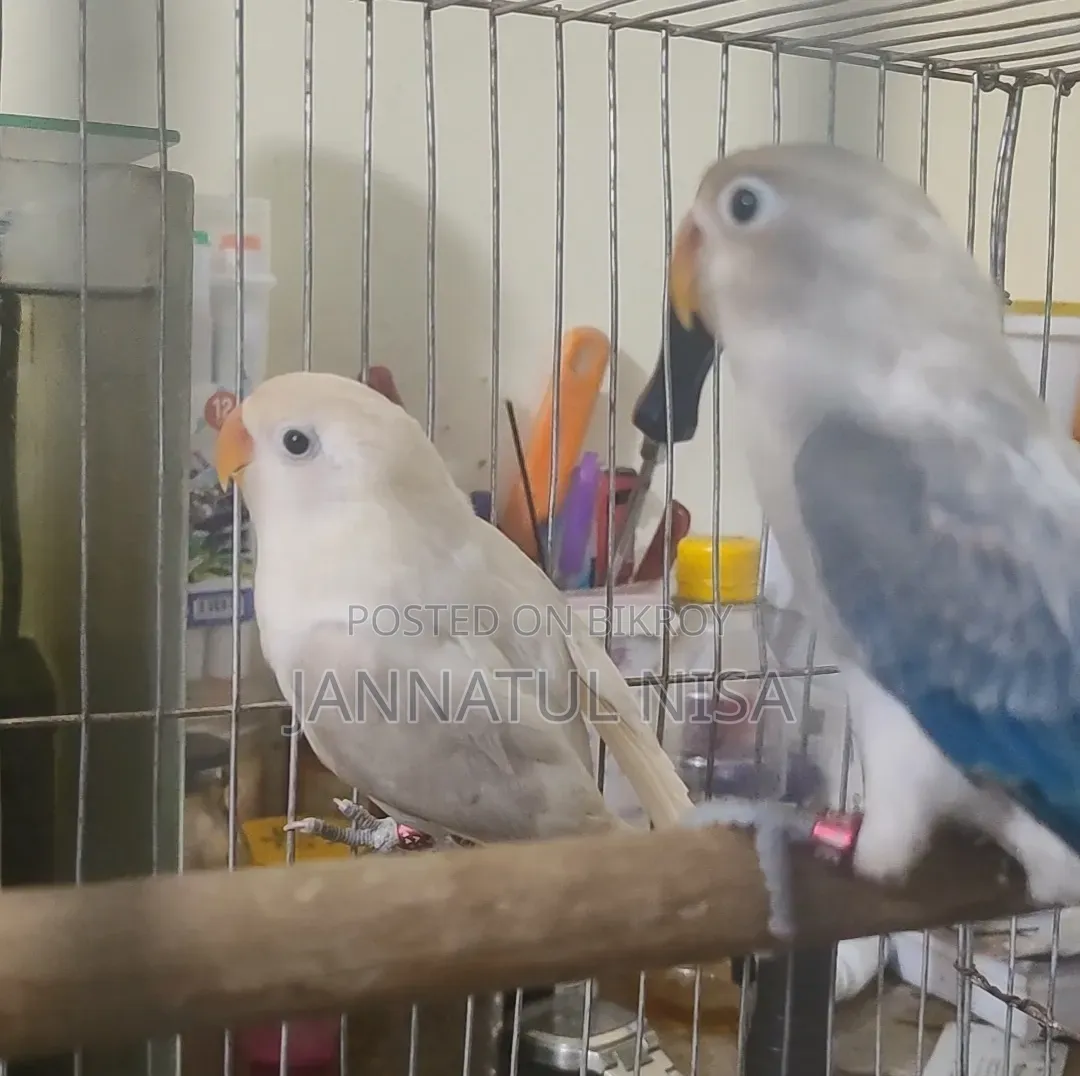 Fischer Lovebird