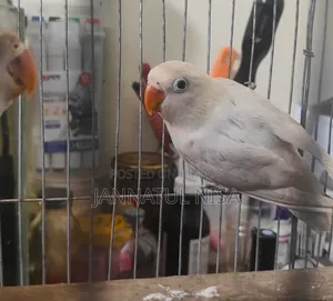 Fischer Lovebird