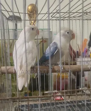 Fischer Lovebird
