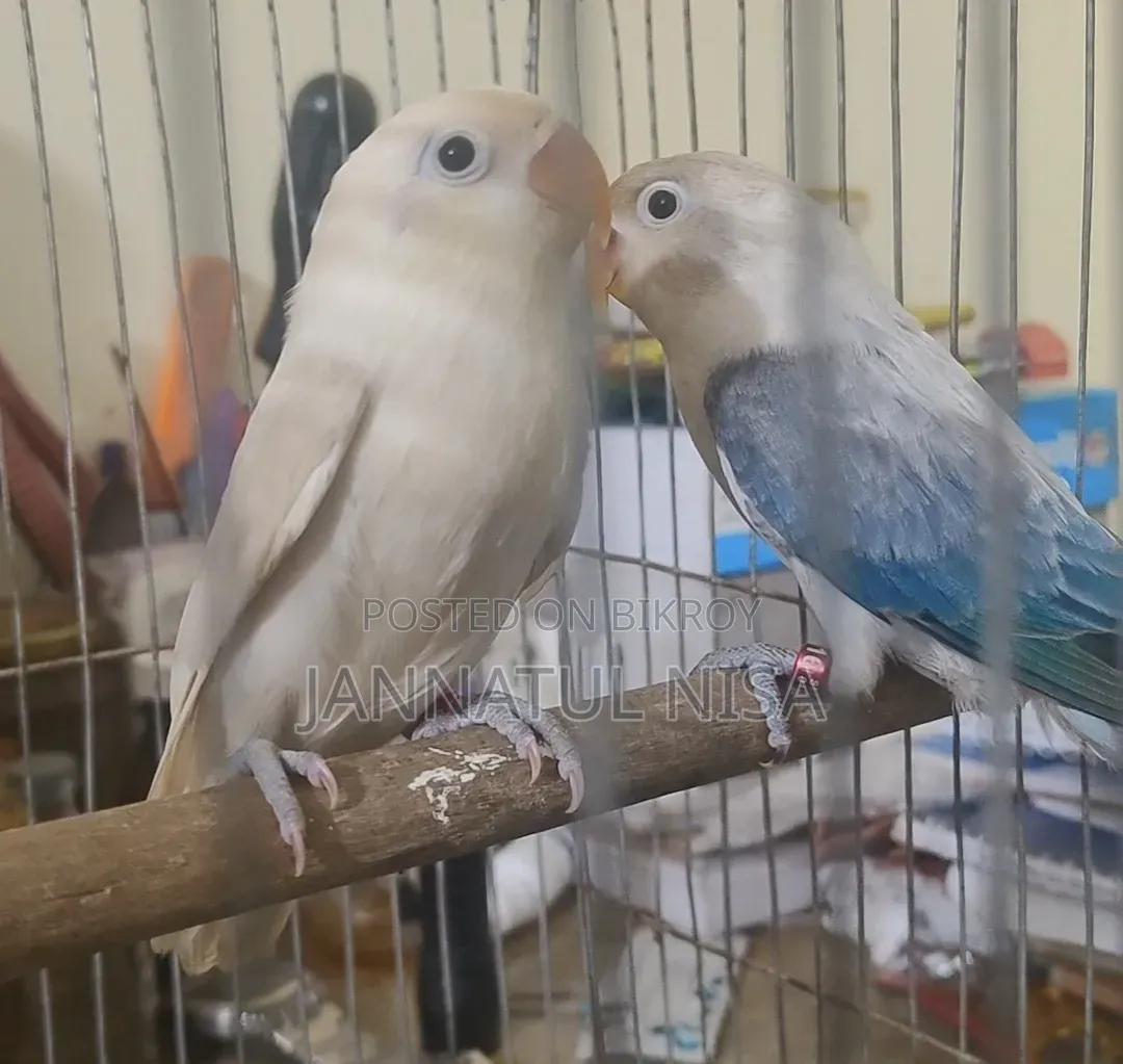 Fischer Lovebird