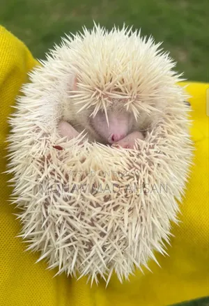 Albino Hedgehog