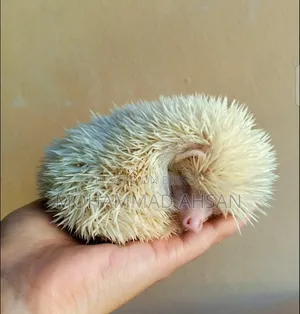 Albino Hedgehog