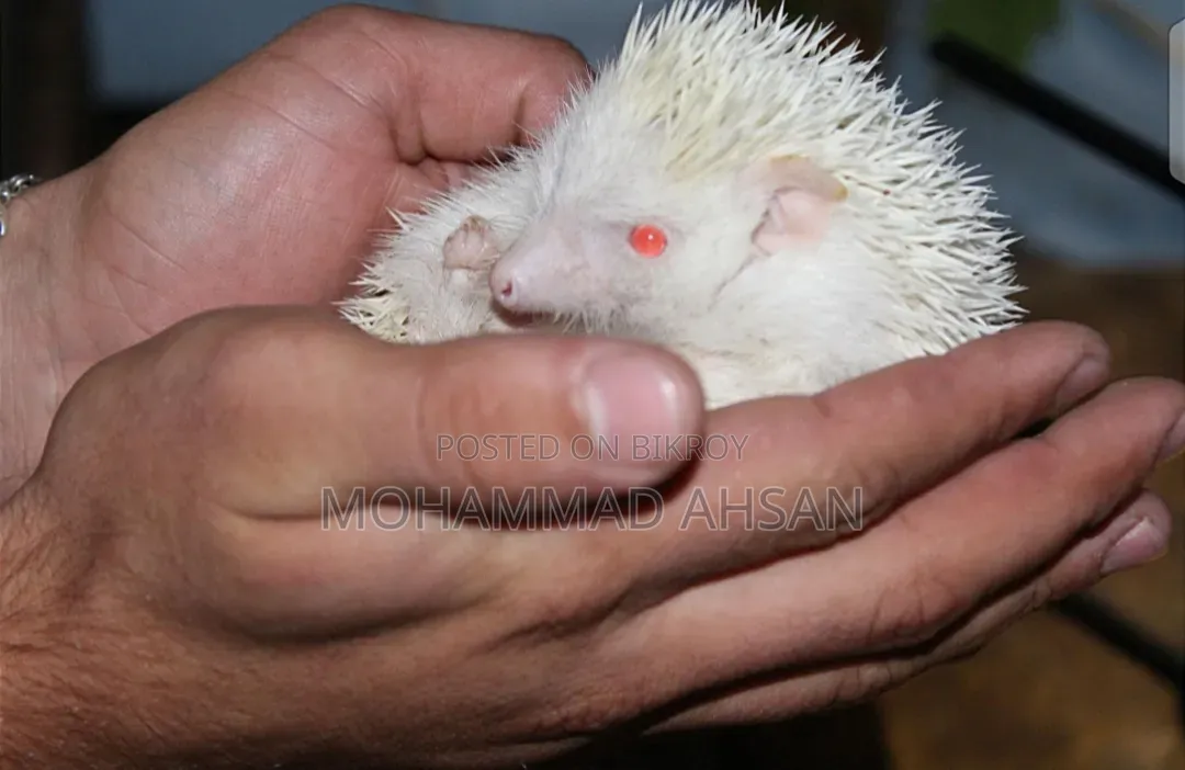 Albino Hedgehog