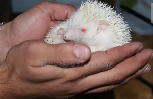Albino Hedgehog