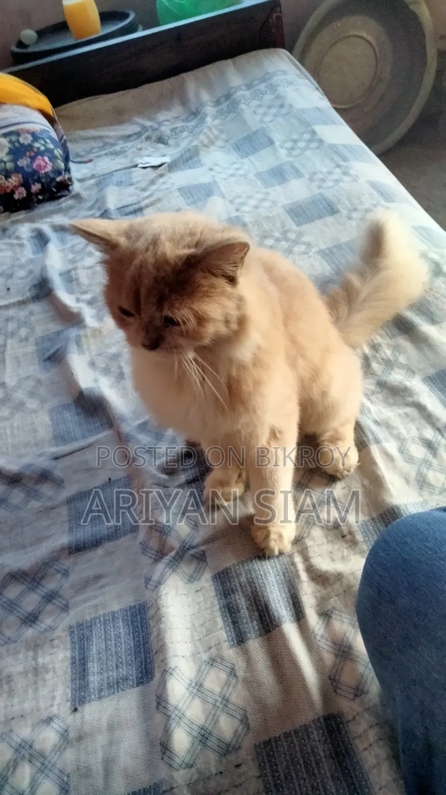 6-12 Months Female Purebred Persian