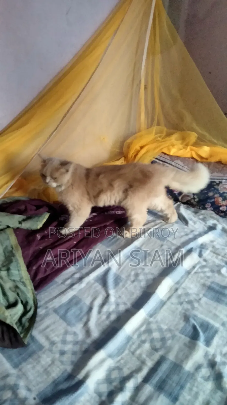 6-12 Months Female Purebred Persian