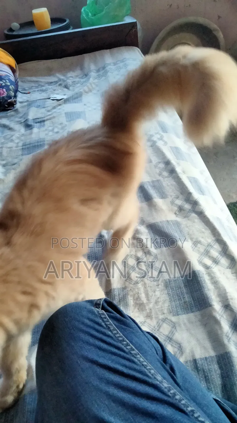 6-12 Months Female Purebred Persian