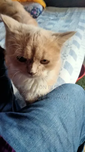 6-12 Months Female Purebred Persian