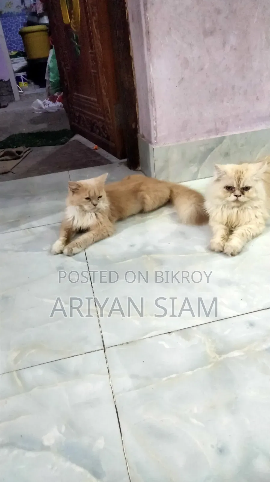 6-12 Months Female Purebred Persian