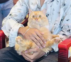1+ Year Male Purebred Persian