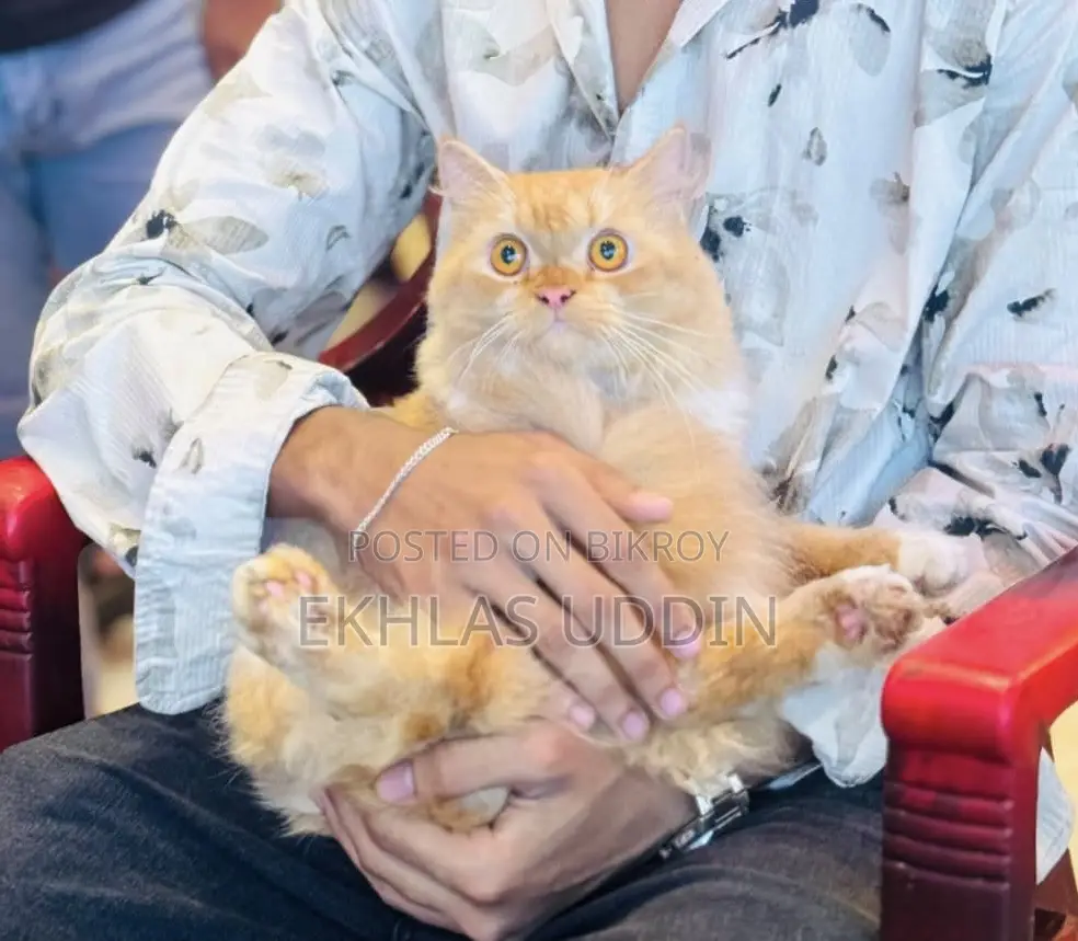 1+ Year Male Purebred Persian