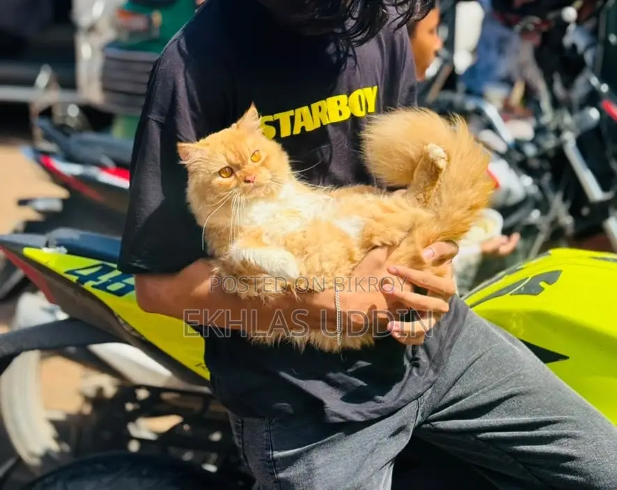 1+ Year Male Purebred Persian