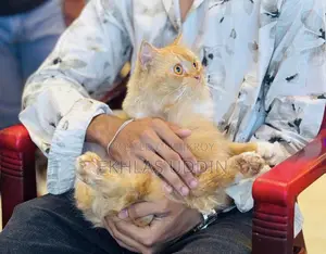 1+ Year Male Purebred Persian