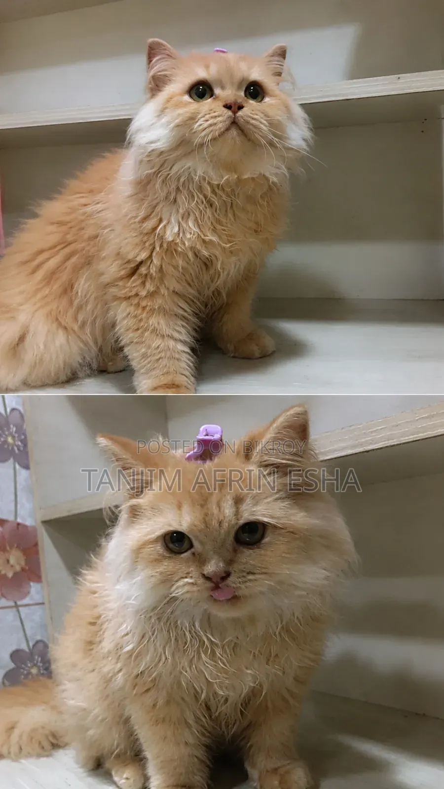 6-12 Months Female Purebred Persian