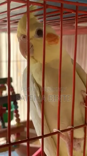 সুস্থ ও আংশিক পোষ মানা হলুদ ককাটেল পাখি (বয়স: ৮ মাস)