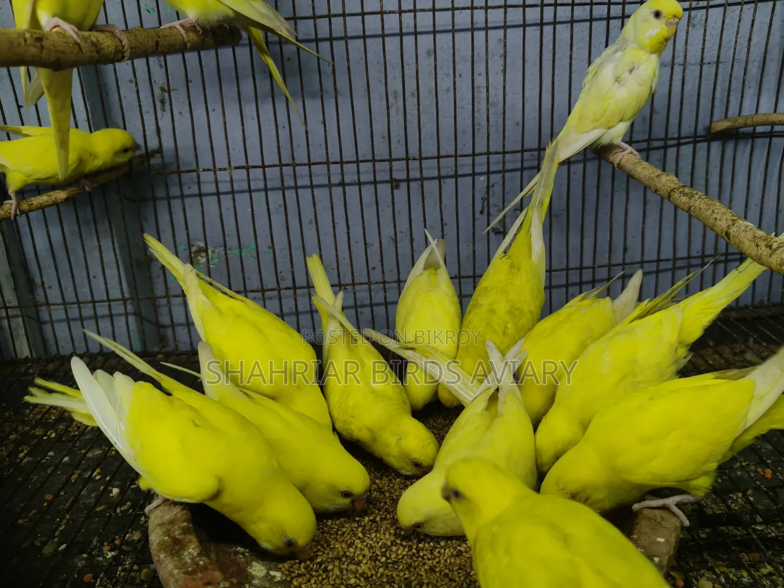 লোটিনো বাজরিগার (রেড আই)