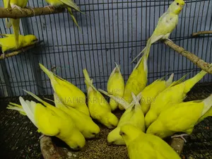 লোটিনো বাজরিগার (রেড আই)
