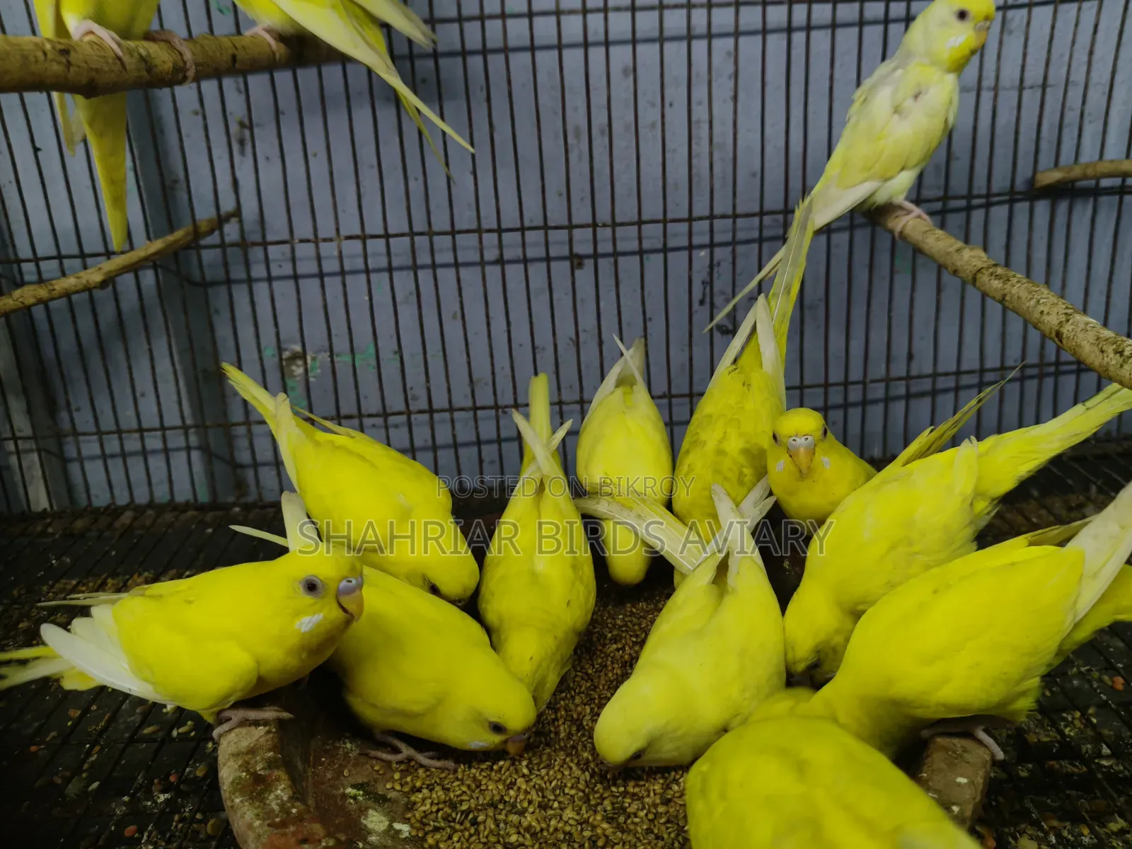 লোটিনো বাজরিগার (রেড আই)