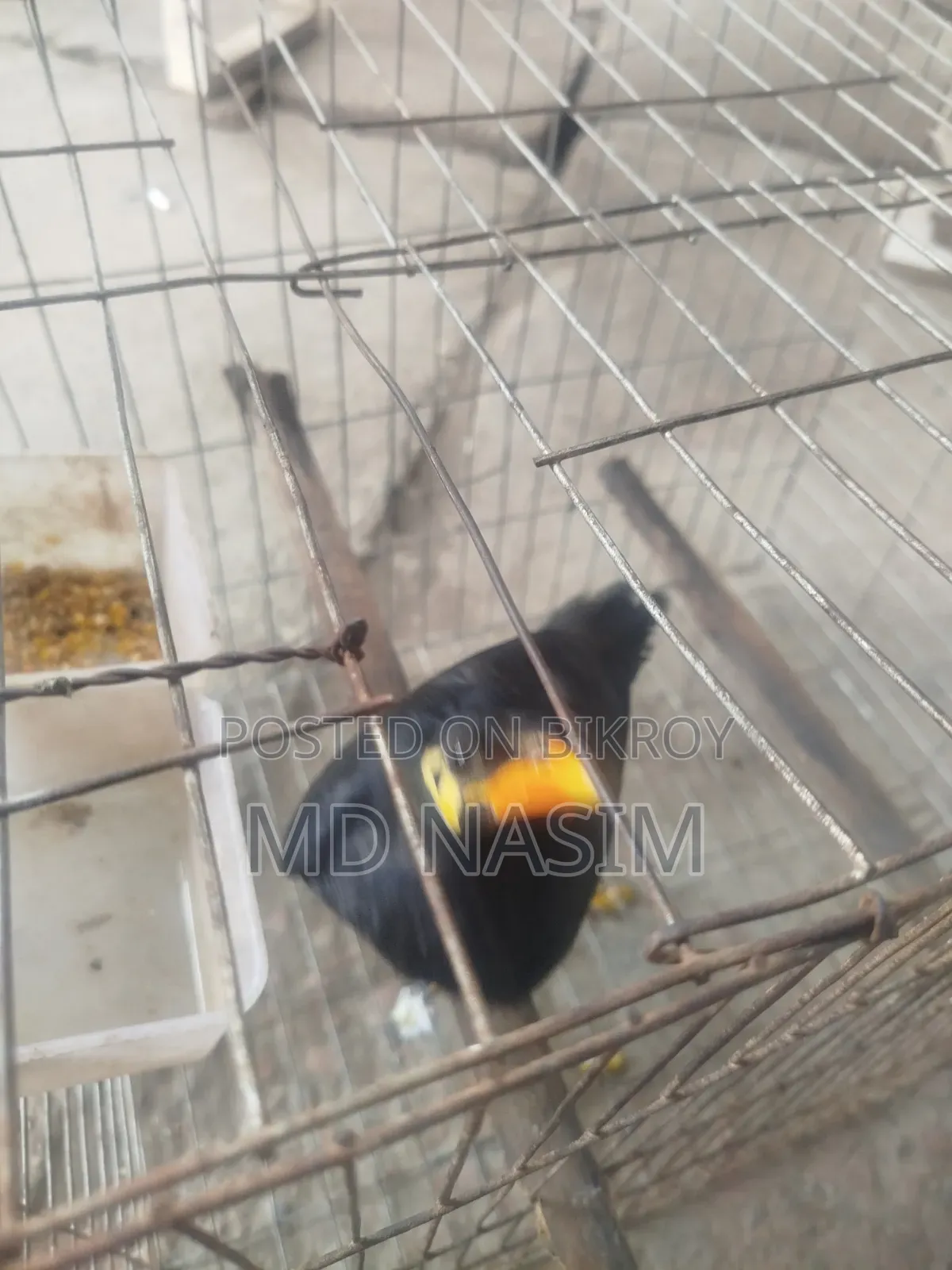 ময়না পাখি