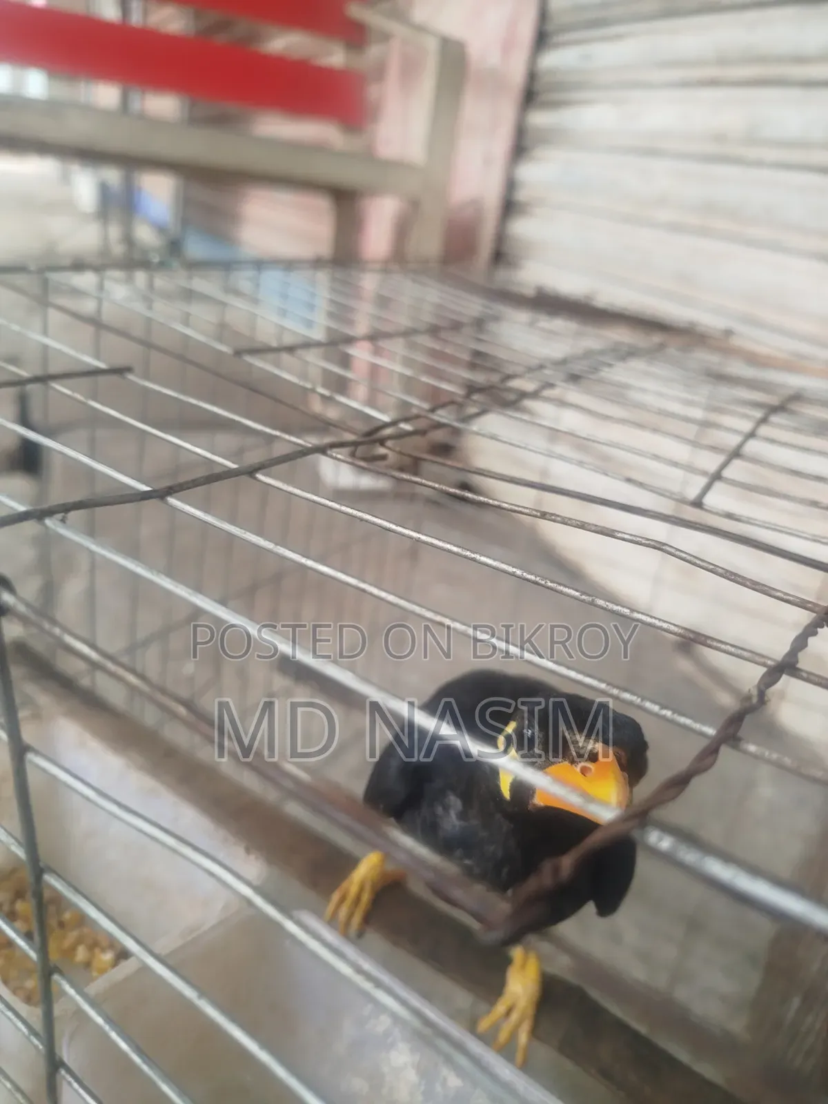 ময়না পাখি