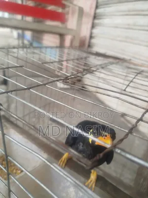 ময়না পাখি