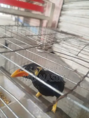 ময়না পাখি