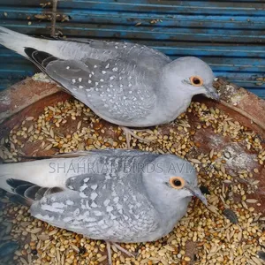ডায়মন্ড ডাভ জুড়া