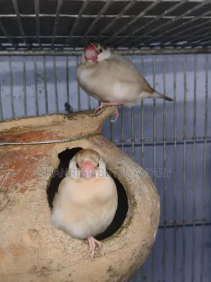 চকলেট কালার জাভা পাখি
