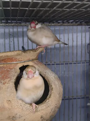 চকলেট কালার জাভা পাখি