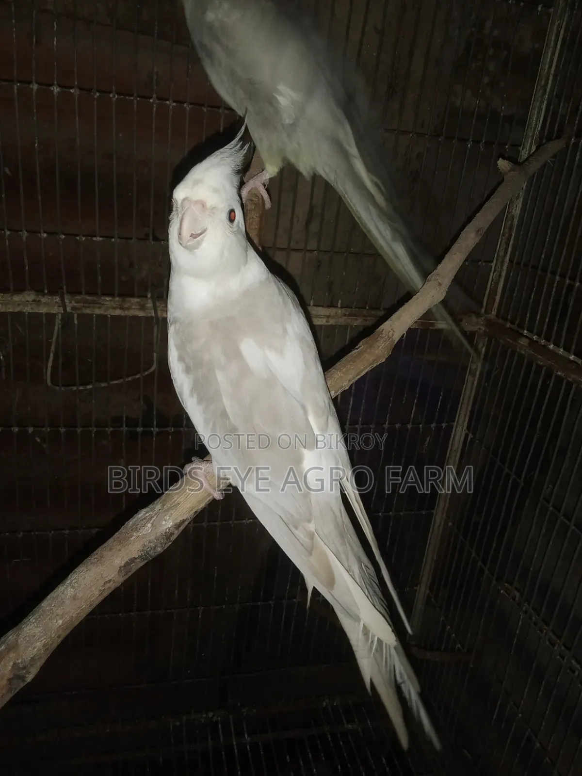 কোকাটেল পাখি