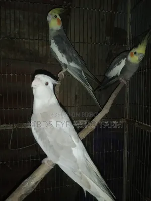 কোকাটেল পাখি