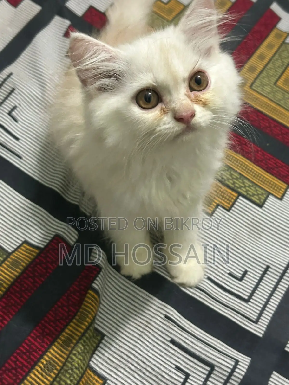 1-3 months Female Purebred Persian