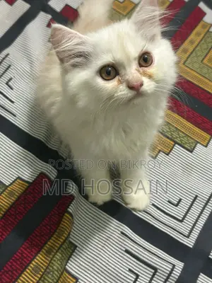 1-3 months Female Purebred Persian