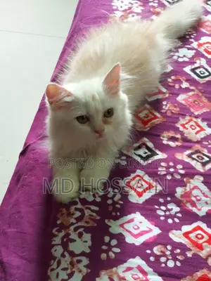 1-3 months Female Purebred Persian