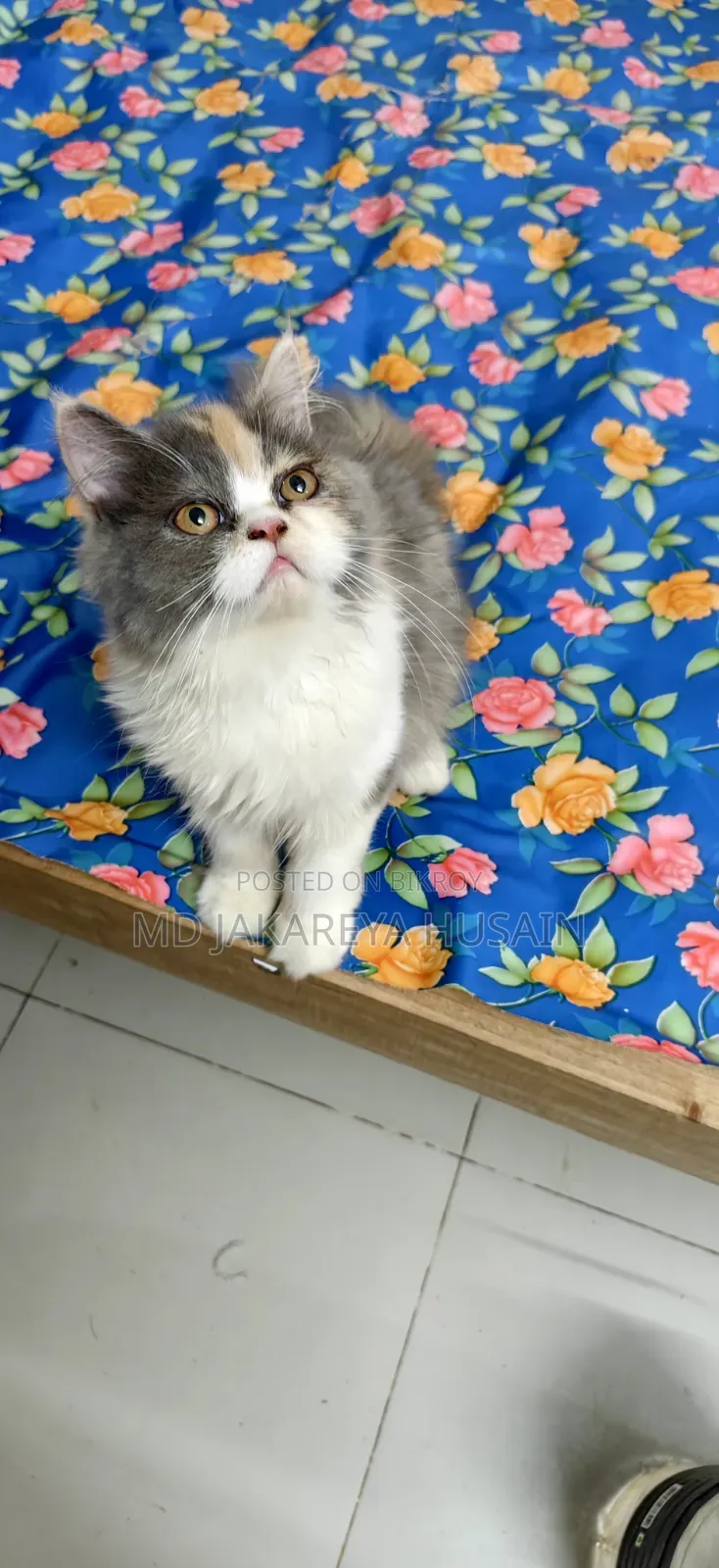 3-6 months Female Purebred Persian
