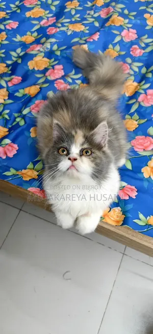 3-6 months Female Purebred Persian