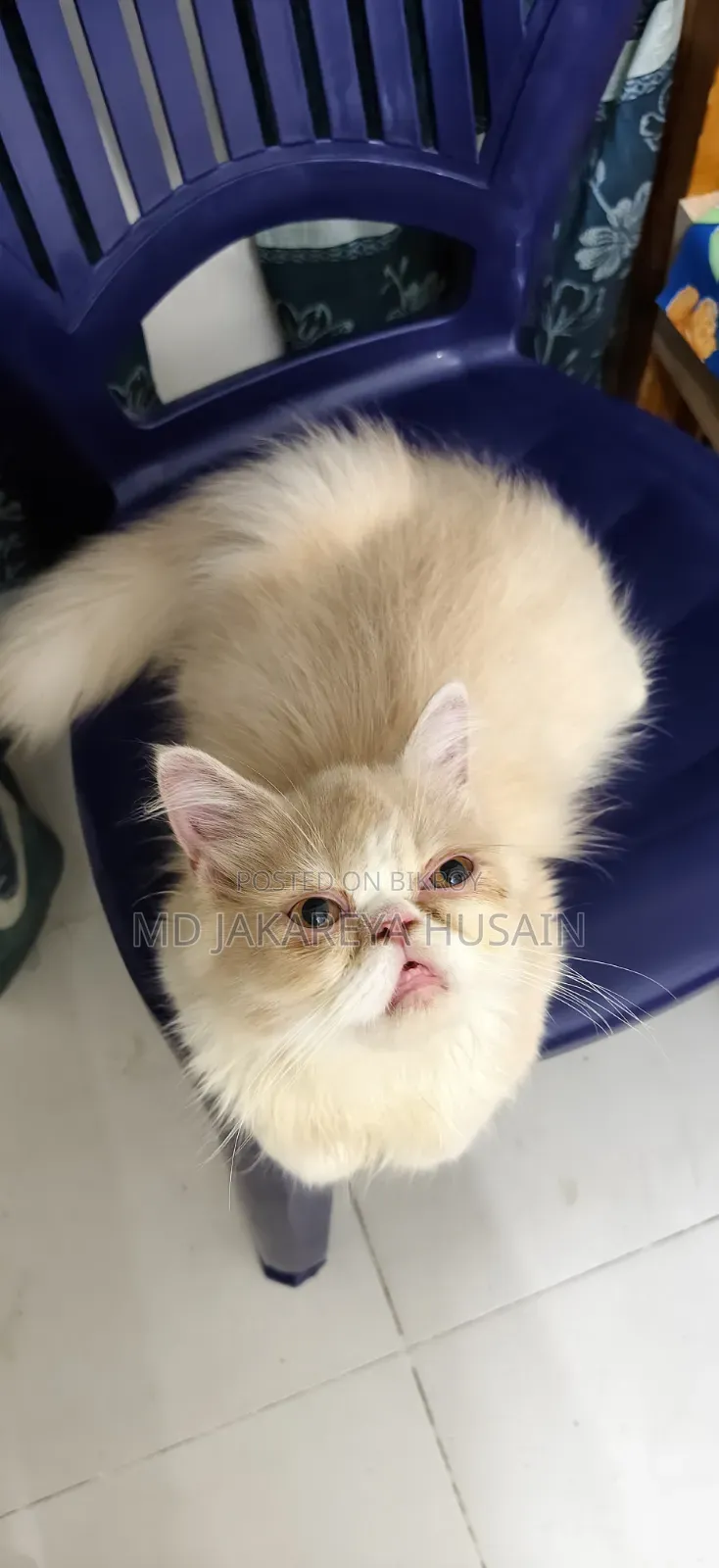 3-6 months Female Purebred Persian
