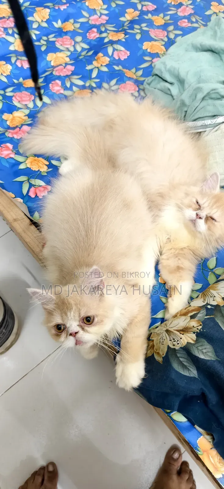 3-6 months Female Purebred Persian