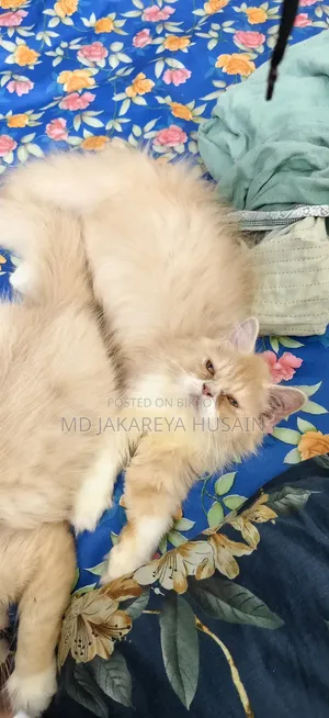 3-6 months Female Purebred Persian