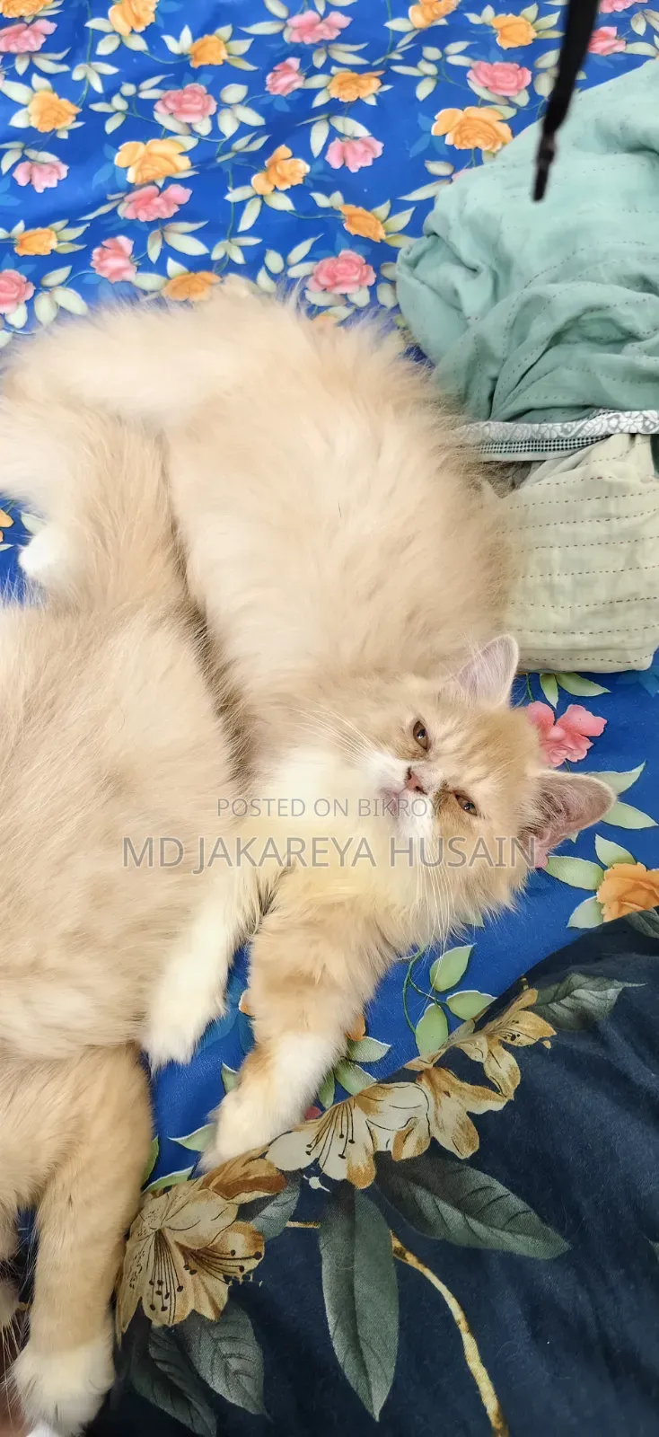 3-6 months Female Purebred Persian